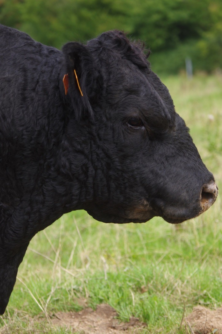 A black Lowline seen in profile in the pasture.