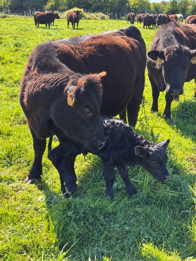 Une vache Lowline penchée vers un nouveau-né dans la prairie, avec le troupeau en arrière-plan.