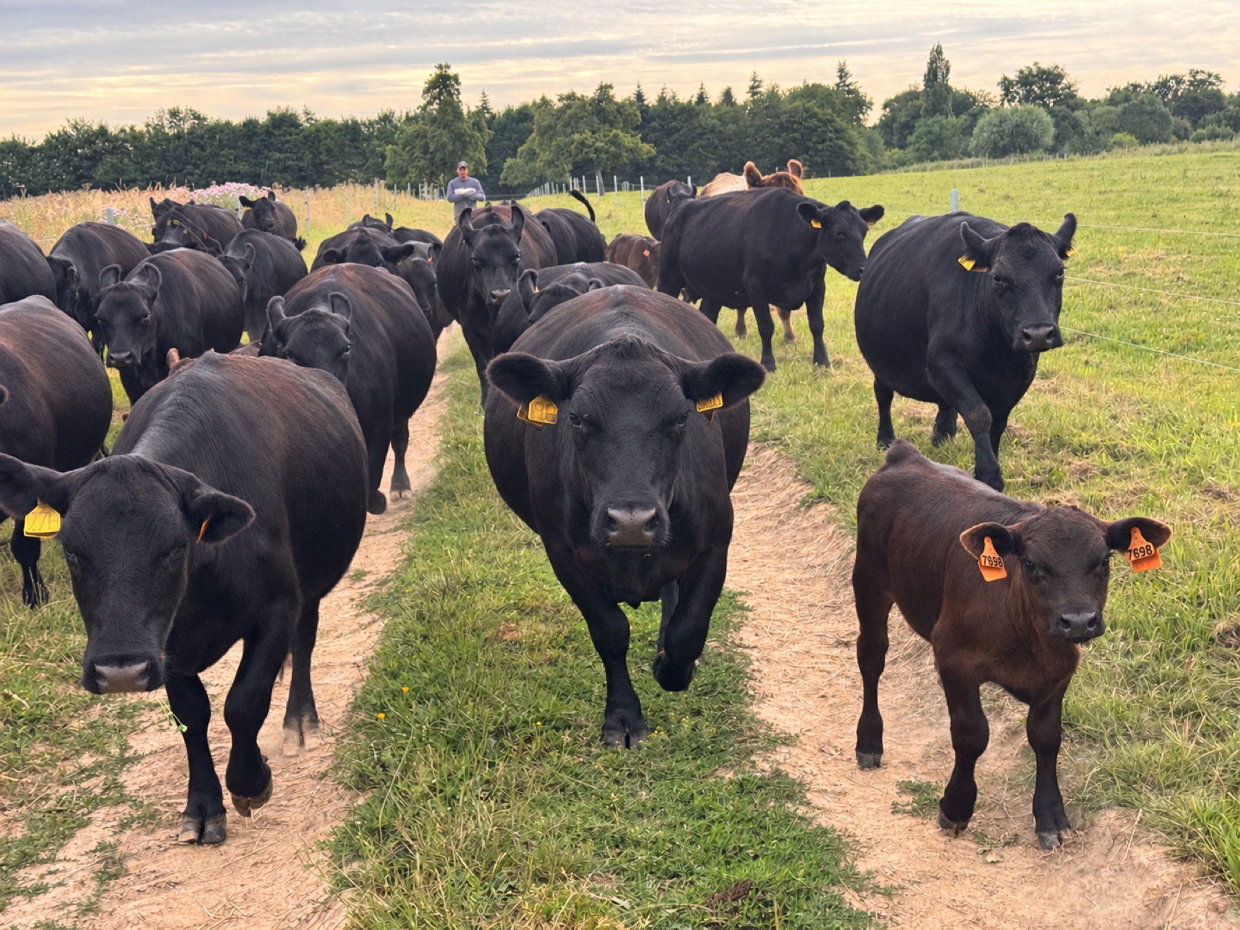 The Lowline herd in Montalouveau’s pastures.